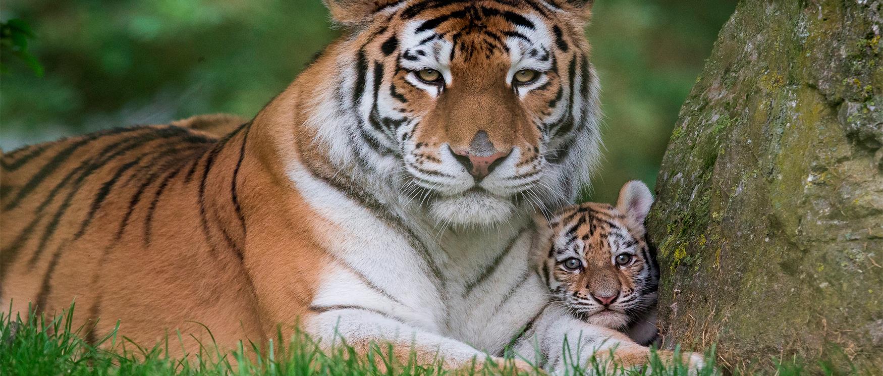 Zoos & Aquariums in Hampshire VisitHampshire.co.uk