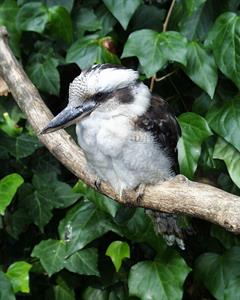Birdpark and Gardens, Jenny Wren Farm and Underwater World.