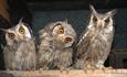 Liberty's Owl Raptor & Reptile Centre