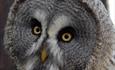 Liberty's Owl Raptor & Reptile Centre