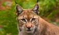 The New Forest Wildlife Park