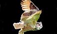 The Hawk Conservancy Trust