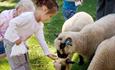 Feed the animals at Staunton Country Park