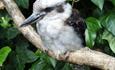 Birdpark and Gardens, Jenny Wren Farm and Underwater World.