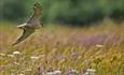 Lark flyby