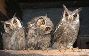 Liberty's Owl Raptor & Reptile Centre