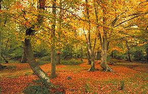 Hampshire's Countryside - Jane  Austen Country