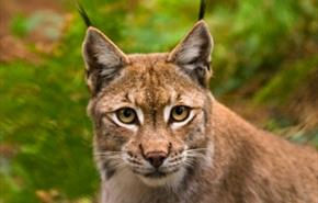 The New Forest Wildlife Park
