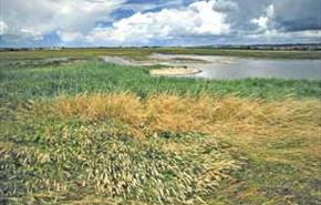 Farlington Marshes Albert Roberts