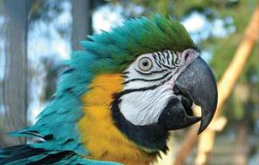 Birdworld