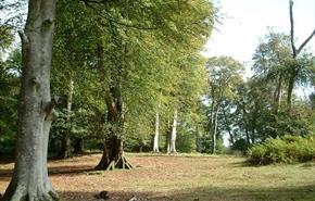 A FAVOURITE WALK ROUTE THROUGH ANCIENT NEW FOREST BEECH WOODS