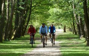 Forest Leisure Cycling