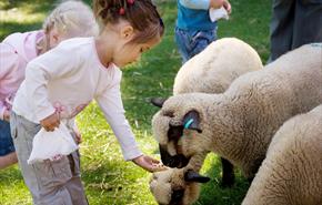 Feed the animals at Staunton Country Park