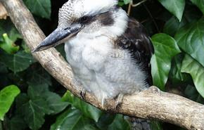 Birdpark and Gardens, Jenny Wren Farm and Underwater World.