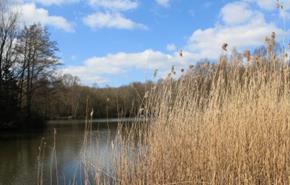 Swanwick nature reserve