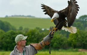 The Hawk Conservancy, total trust
