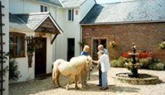 Acorn Shetland Pony Stud