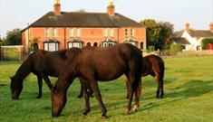 Ponies grazing outside Waterley Cottage.  Brockenhurst