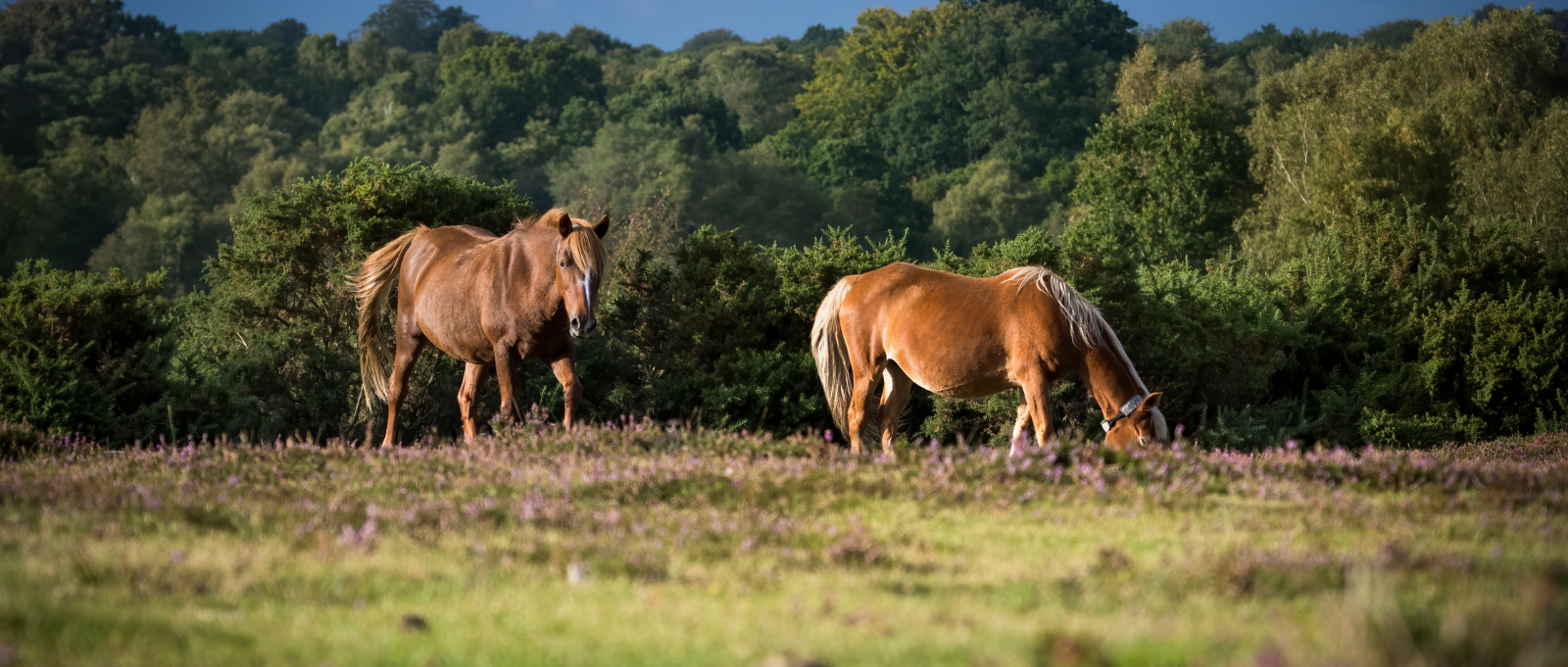 New Forest Ponies