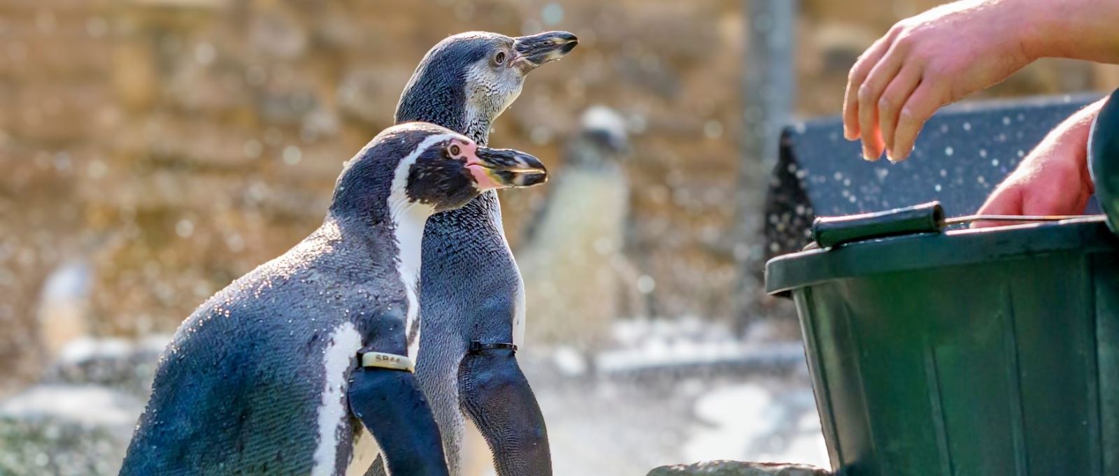 Penguins being fed fish at Birdworld