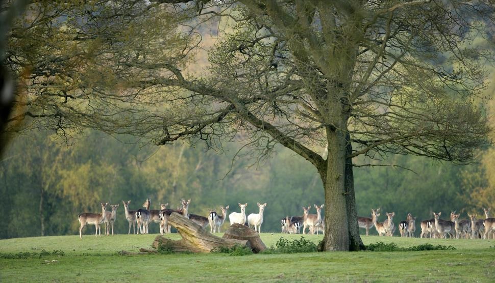 Bolderwood deer spotting