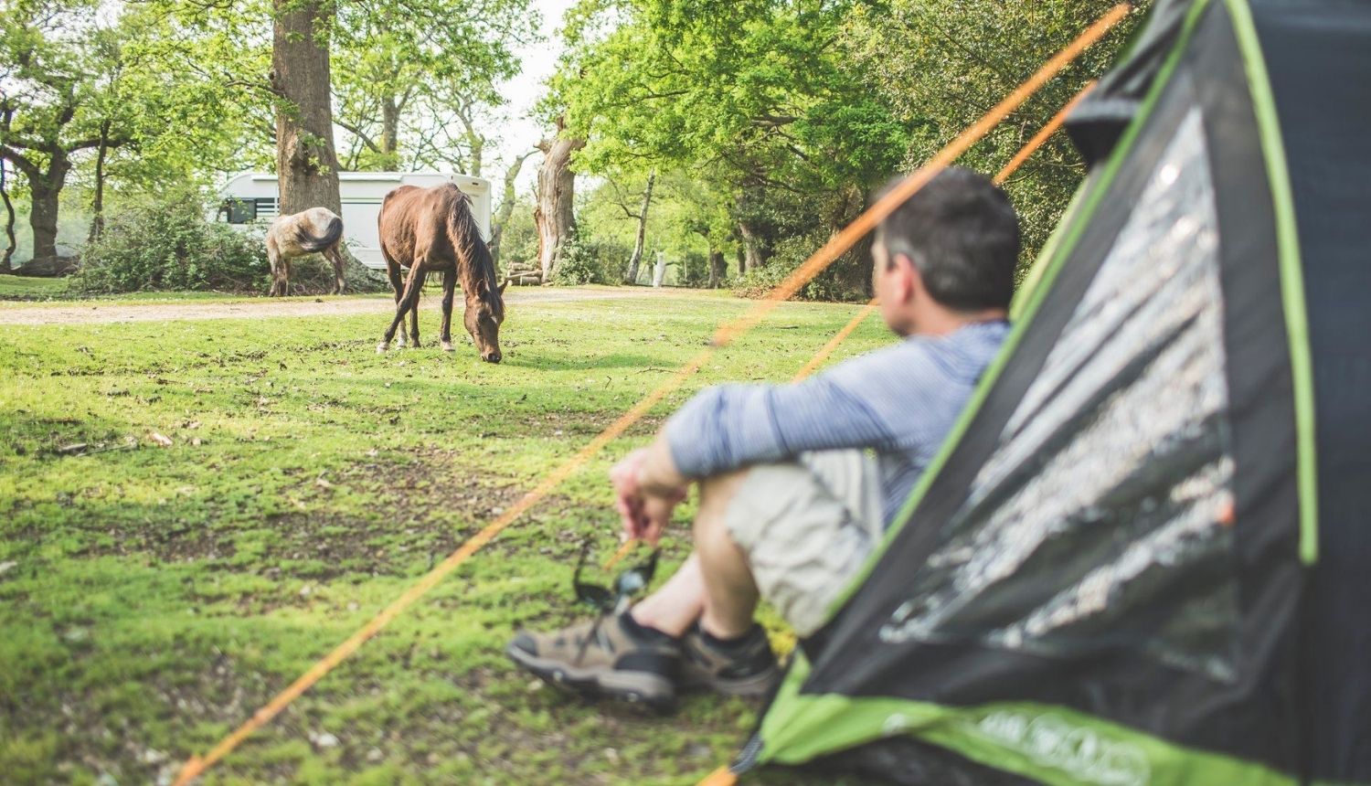Camping in the New Forest