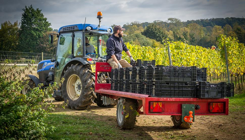 Hattingley vineyard