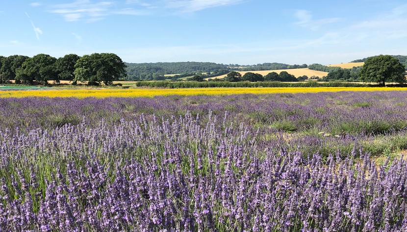 The Lavender Fields