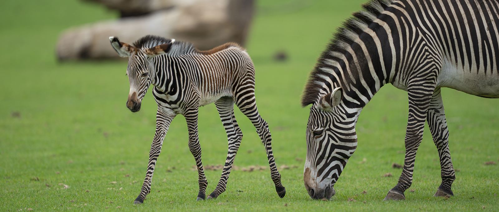 Zebra foal at Marwell Zoo