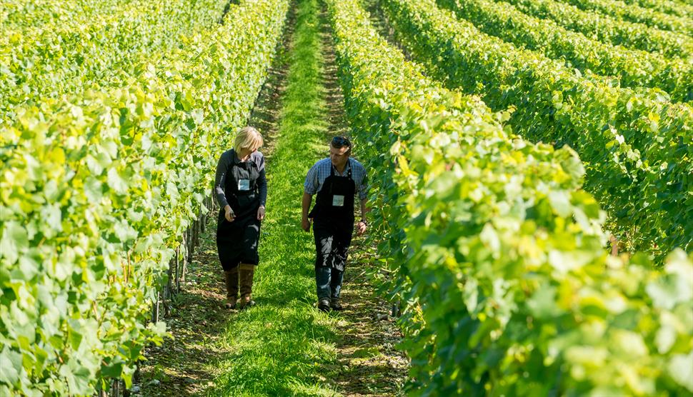 Raimes vineyard