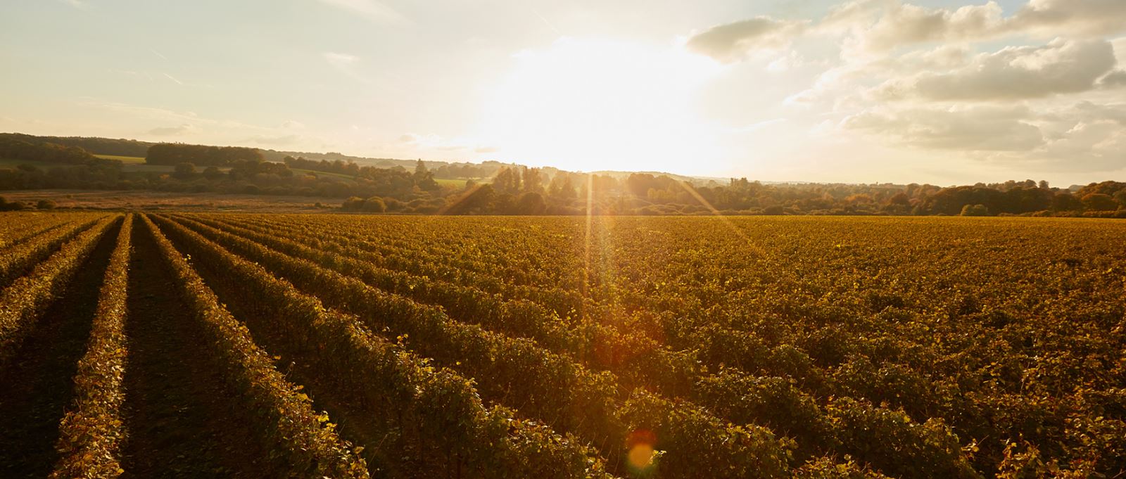 Hampshire vineyard