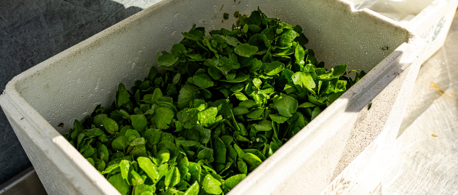 Watercress grown in Hampshire