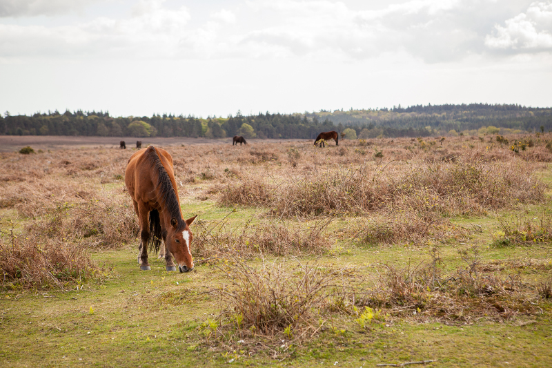 Lyndhurst Heath