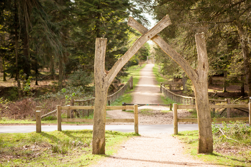 Tall Trees Trail