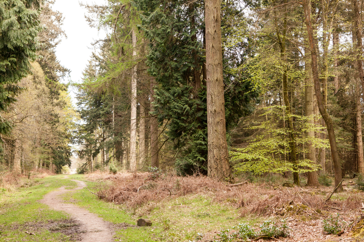 The New Forest National Park