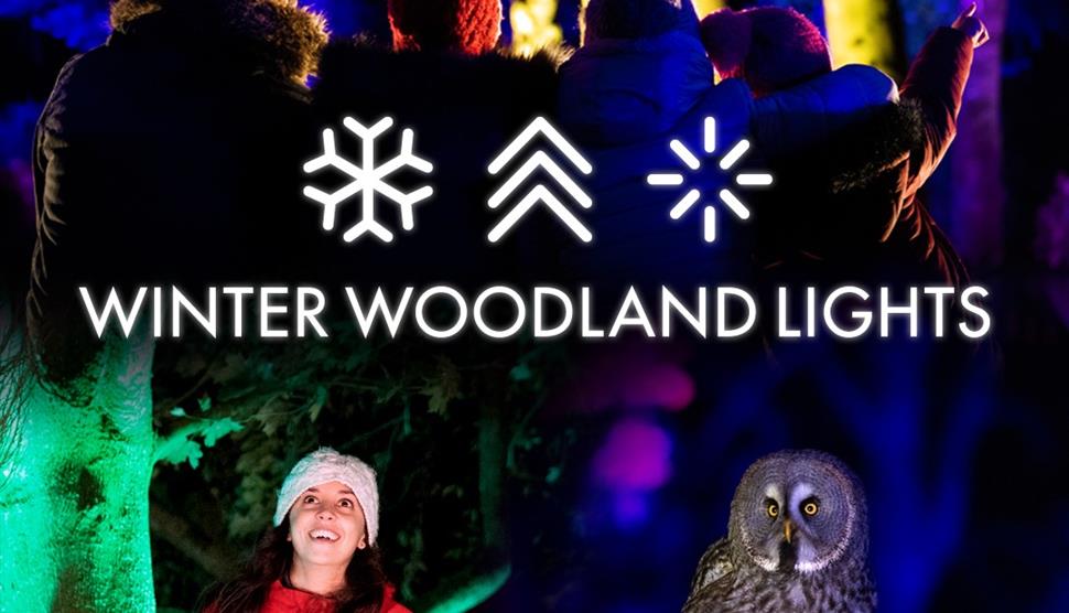 Winter Woodland Lights at The Hawk Conservancy
