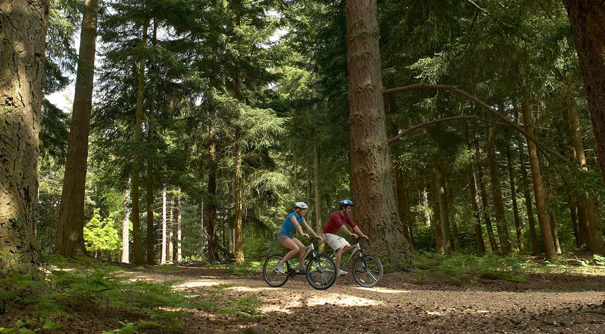 Cycling in the New Forest