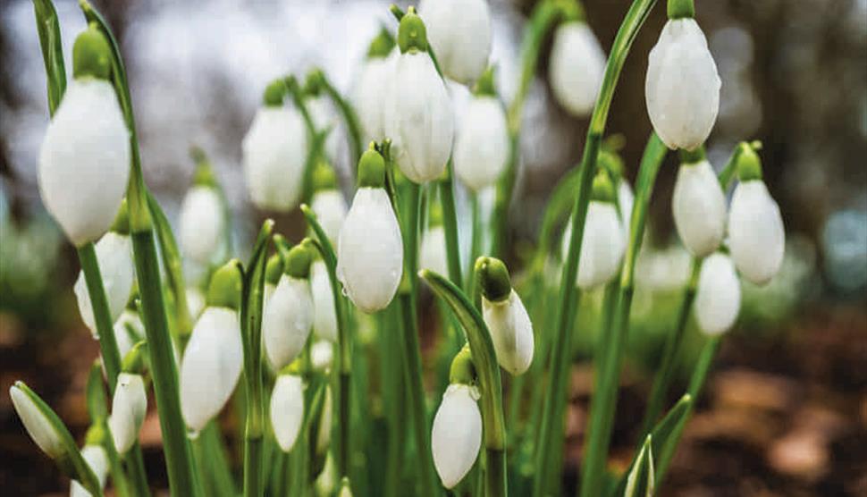 Winter Bulbs and Flowers Floral Display at Sir Harold Hillier Gardens Visit Hampshire