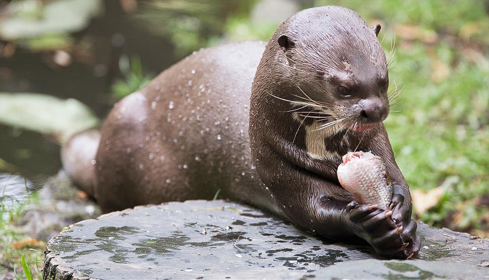 The New Forest Wildlife Park Visit Hampshire
