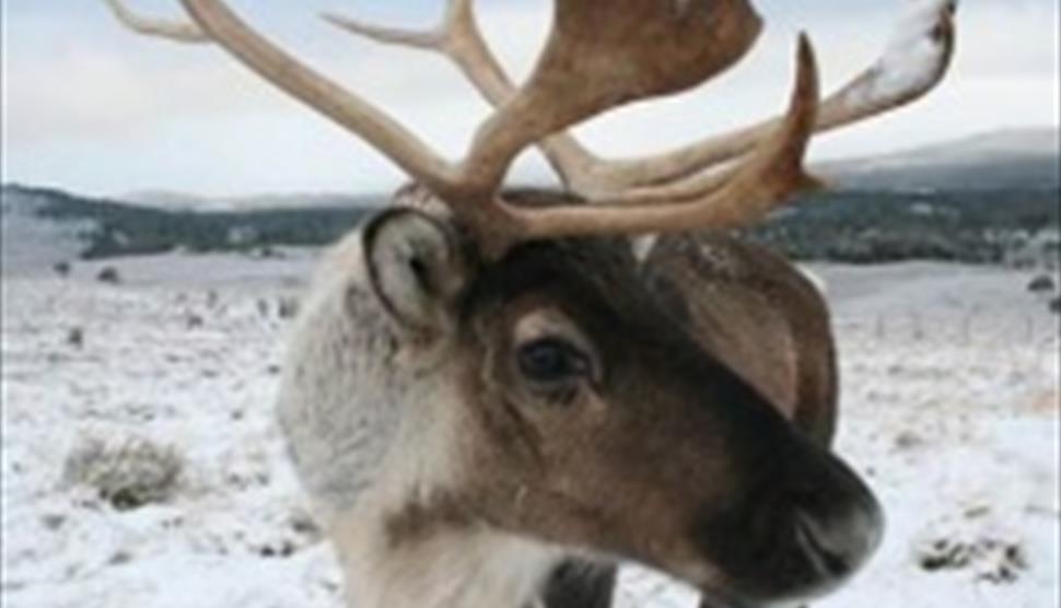 How do reindeer fly at proteus creation space visit hampshire