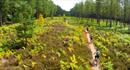Moors Valley Country Park and Forest