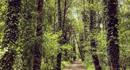 Shipwrights Way walk a path near Liss