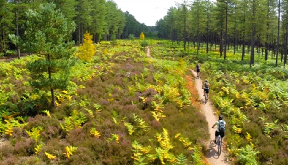 Mountain Biking at Moors Valley Country Park and Forest