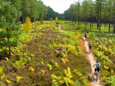 Mountain Biking at Moors Valley Country Park and Forest