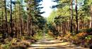 Cycling at Swinley Forest